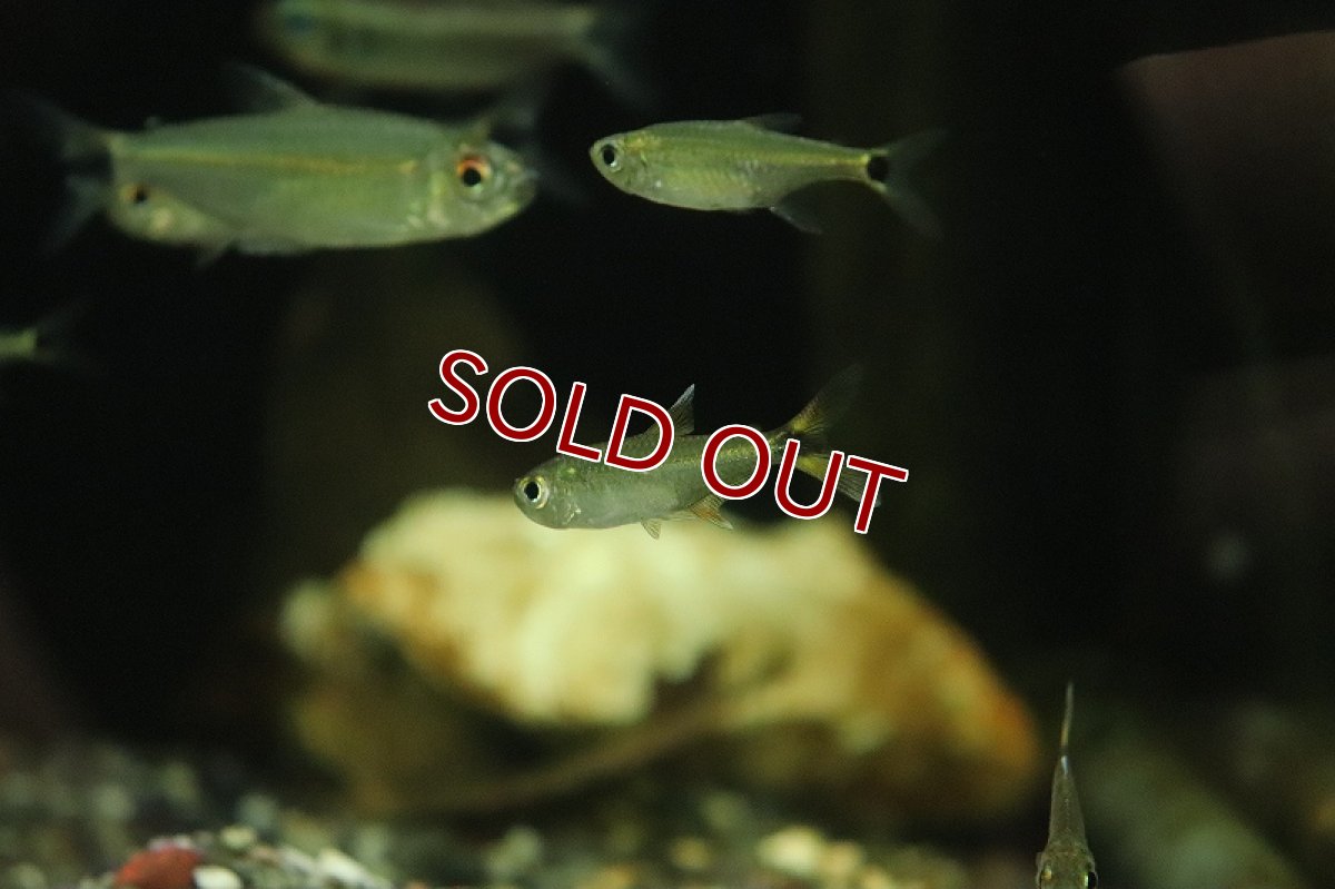 画像2: 【淡水魚】モンクホーシャ ディコローア マットグロッソ産 ワイルド【1匹 サンプル画像】(珍カラ)(生体)(熱帯魚)NKCK (2)
