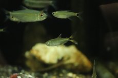 画像2: 【淡水魚】モンクホーシャ ディコローア マットグロッソ産 ワイルド【1匹 サンプル画像】(珍カラ)(生体)(熱帯魚)NKCK (2)