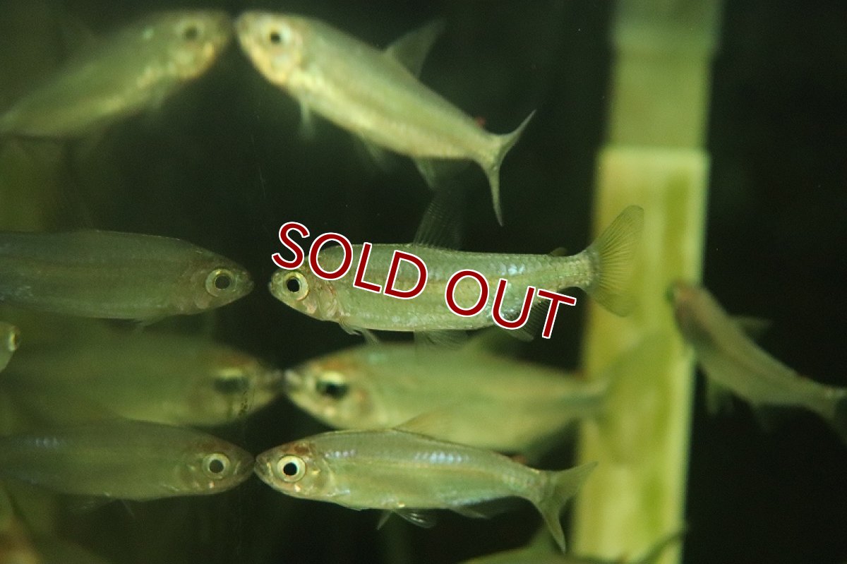 画像3: 【淡水魚】【通販】レインボーコンゴテトラ ワイルド【1匹 サンプル画像】（珍カラ）（生体）（熱帯魚）NKCK (3)