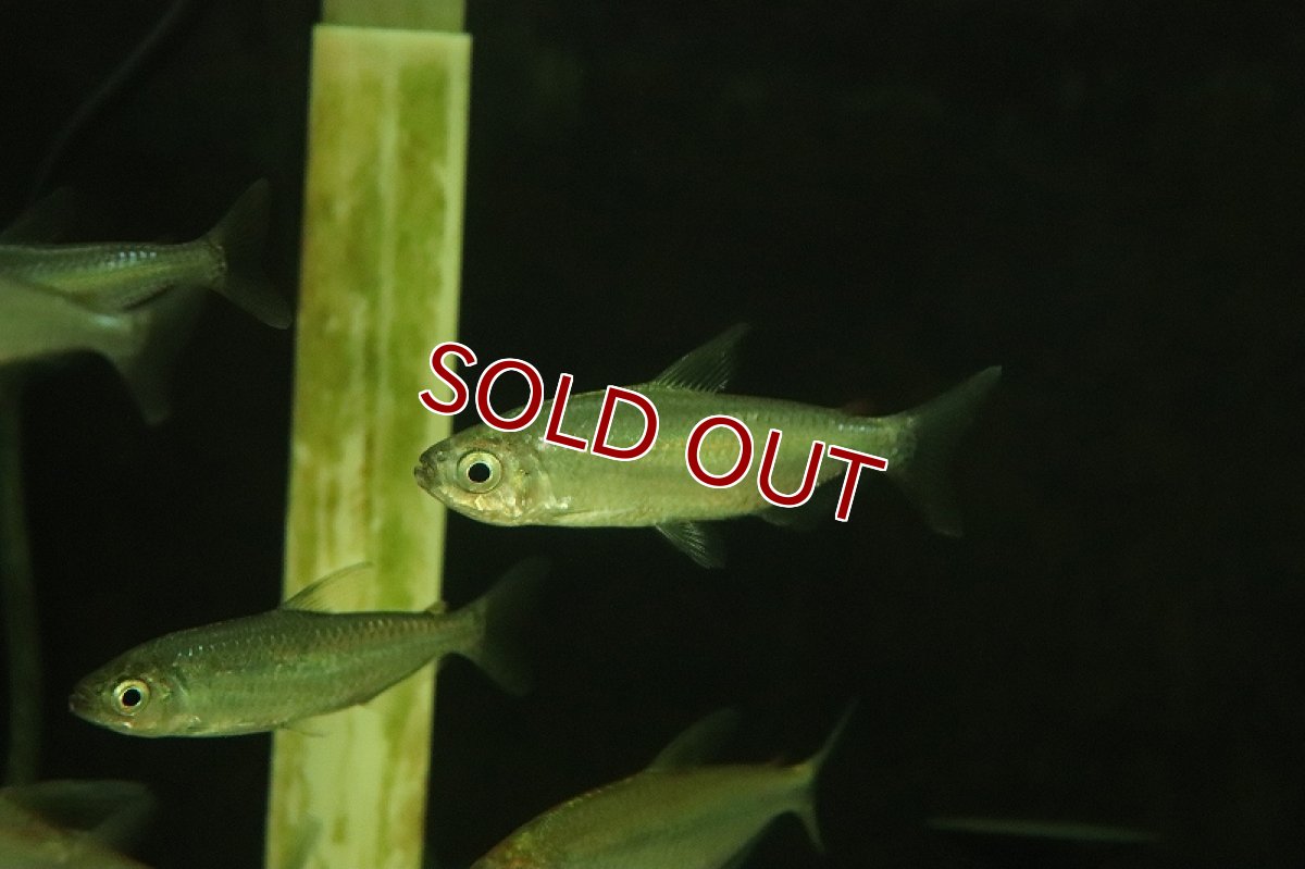 画像4: 【淡水魚】【通販】レインボーコンゴテトラ ワイルド【1匹 サンプル画像】（珍カラ）（生体）（熱帯魚）NKCK (4)