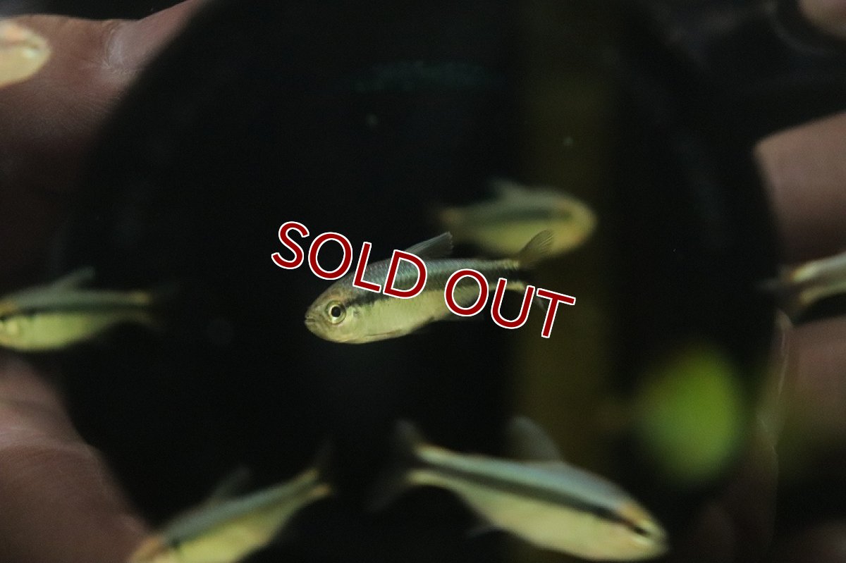 画像2: 【淡水魚】大特価 ブルーリボンテトラ【1匹 サンプル画像】（珍カラ）（生体）（熱帯魚）NKCK (2)