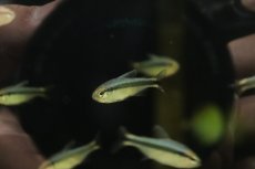 画像2: 【淡水魚】【通販】大特価 ブルーリボンテトラ【1匹 サンプル画像】（珍カラ）（生体）（熱帯魚）NKCK (2)