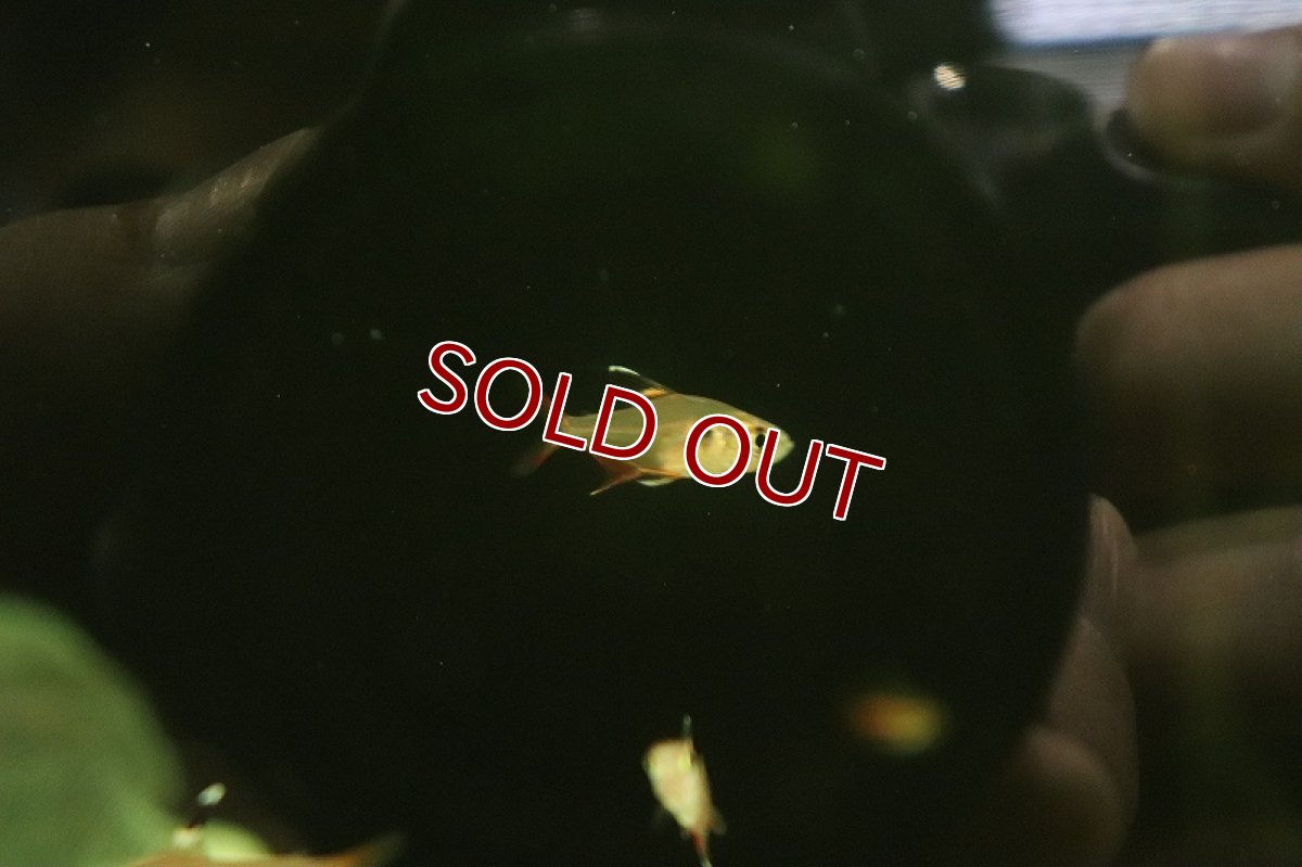 画像2: 【淡水魚】新種 ピンククリスタルテトラ リオグァポレ産 ワイルド【1匹 サンプル画像】（珍カラ）（生体）（熱帯魚）NKCK (2)