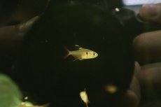 画像2: 【淡水魚】【通販】新種 ピンククリスタルテトラ リオグァポレ産 ワイルド【1匹 サンプル画像】（珍カラ）（生体）（熱帯魚）NKCK (2)