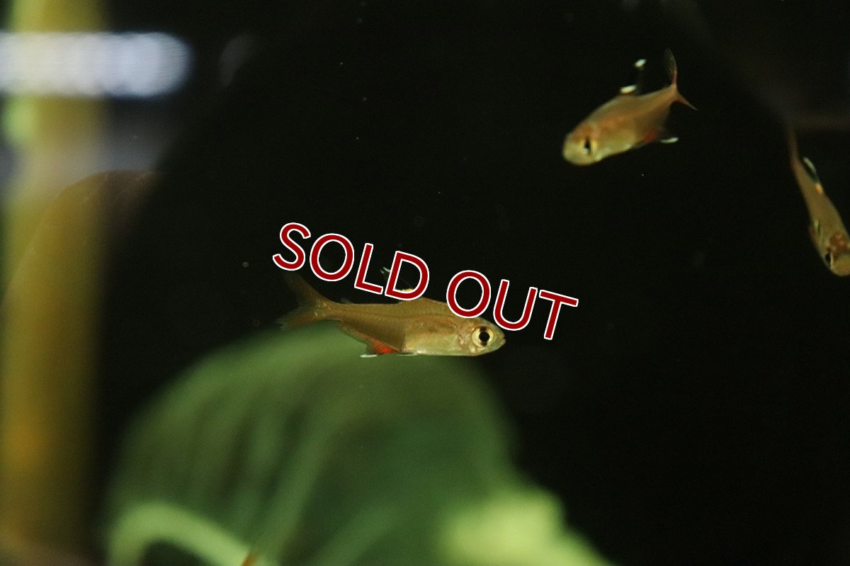 画像3: 【淡水魚】新種 ピンククリスタルテトラ リオグァポレ産 ワイルド【1匹 サンプル画像】（珍カラ）（生体）（熱帯魚）NKCK (3)