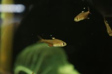 画像3: 【淡水魚】【通販】新種 ピンククリスタルテトラ リオグァポレ産 ワイルド【1匹 サンプル画像】（珍カラ）（生体）（熱帯魚）NKCK (3)