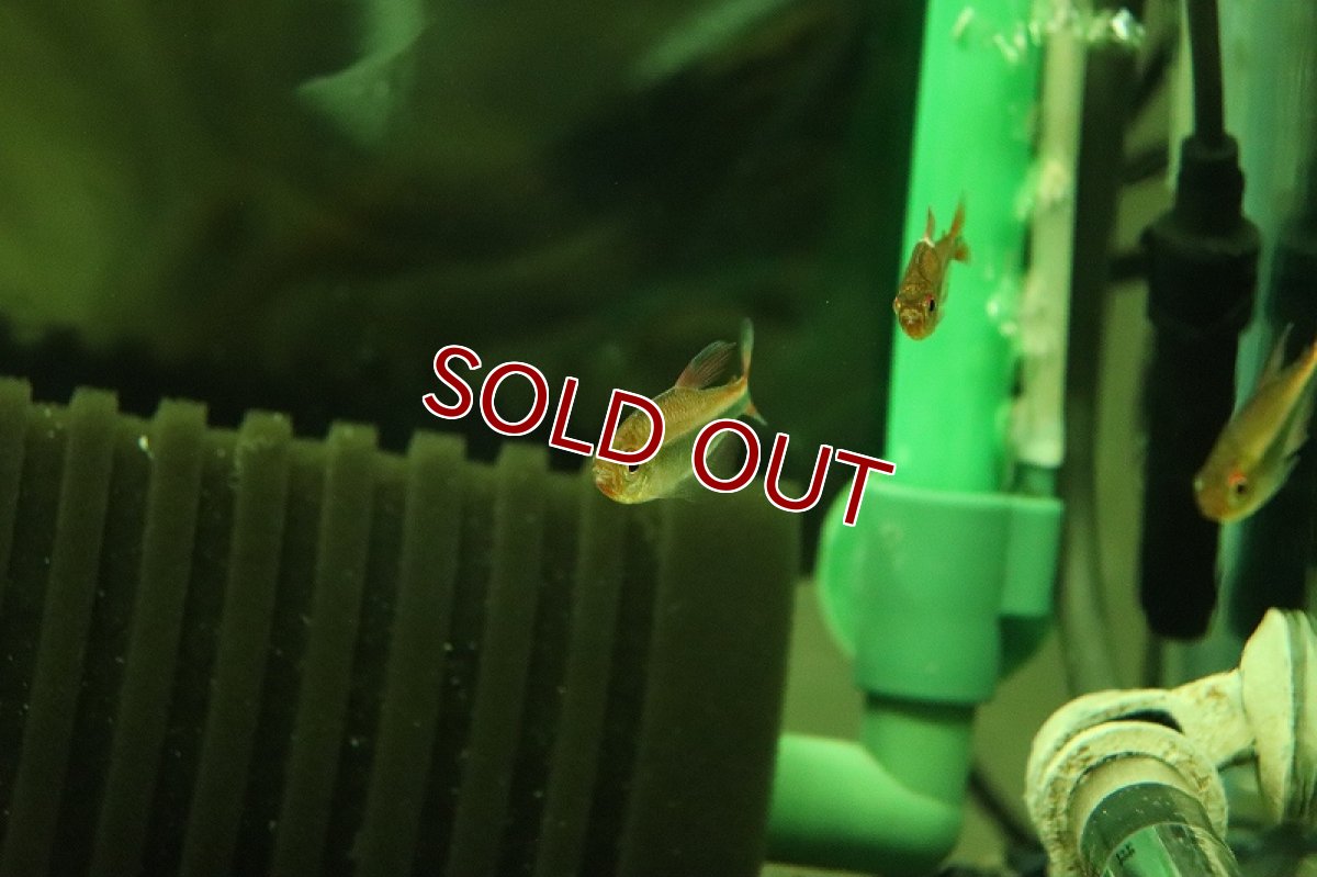 画像2: 【淡水魚】【通販】レア種 ホタルファラガテトラ セネパ産 ワイルド【1匹 サンプル画像】（珍カラ）（生体）（熱帯魚）NKCK (2)