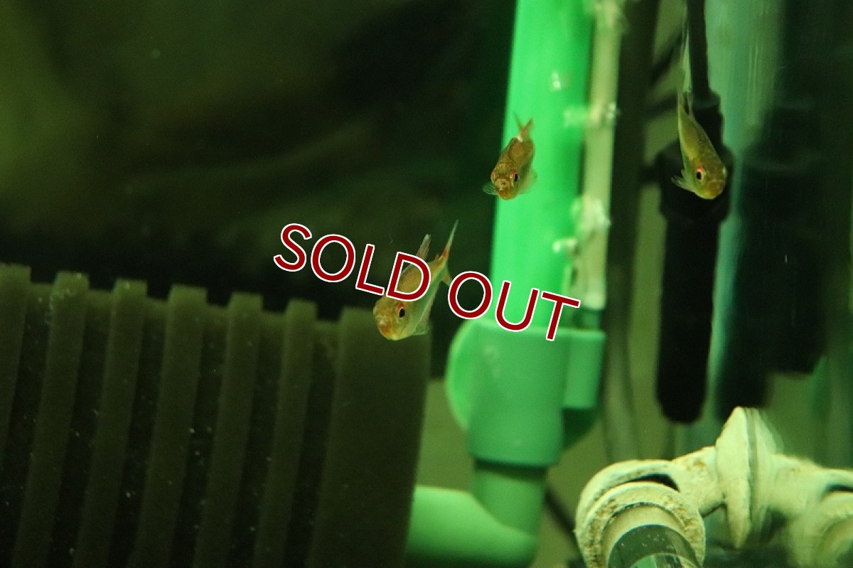 画像3: 【淡水魚】【通販】レア種 ホタルファラガテトラ セネパ産 ワイルド【1匹 サンプル画像】（珍カラ）（生体）（熱帯魚）NKCK (3)