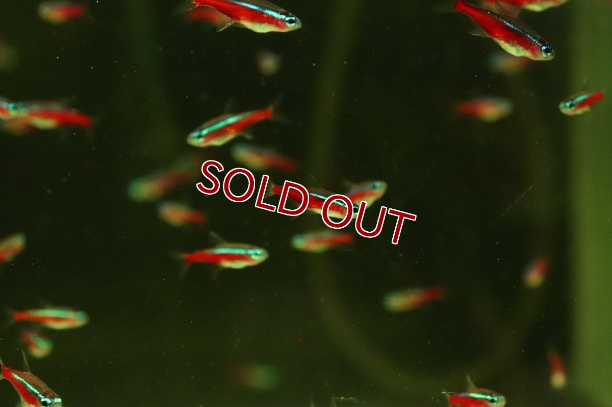 画像2: 【淡水魚】激安 レア種 ショートライン カージナルテトラ ワイルド【10匹 サンプル画像】（珍カラ）（生体）（熱帯魚）NKCK (2)