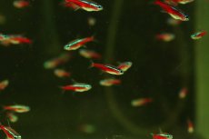 画像2: 【淡水魚】【通販】激安 レア種 ショートライン カージナルテトラ ワイルド【10匹 サンプル画像】（珍カラ）（生体）（熱帯魚）NKCK (2)