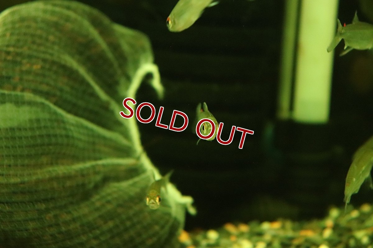 画像2: 【淡水魚】【通販】特価 レッドフィンコンゴテトラ ワイルド【1匹 サンプル画像】（珍カラ）（生体）（熱帯魚）NK (2)