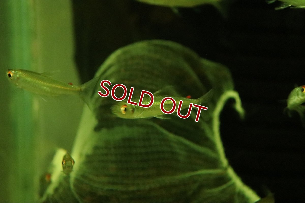 画像3: 【淡水魚】【通販】特価 レッドフィンコンゴテトラ ワイルド【1匹 サンプル画像】（珍カラ）（生体）（熱帯魚）NK (3)