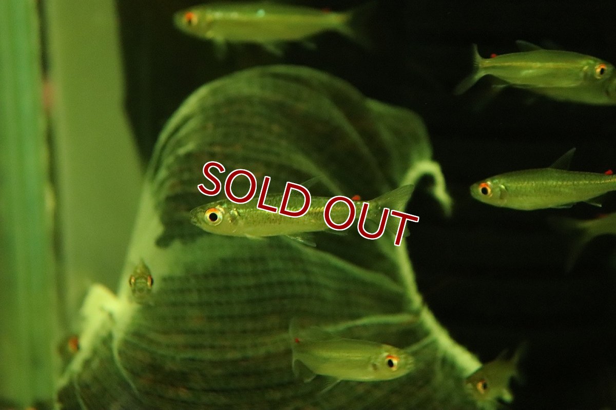 画像4: 【淡水魚】【通販】特価 レッドフィンコンゴテトラ ワイルド【1匹 サンプル画像】（珍カラ）（生体）（熱帯魚）NK (4)