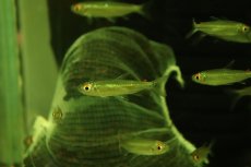 画像4: 【淡水魚】【通販】特価 レッドフィンコンゴテトラ ワイルド【1匹 サンプル画像】（珍カラ）（生体）（熱帯魚）NK (4)