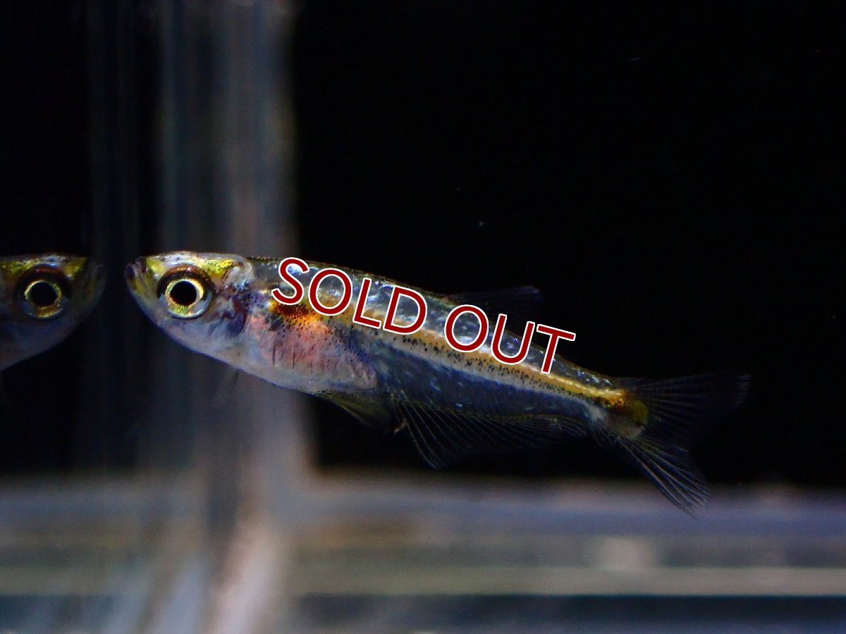 画像1: 【淡水魚】レア種 プラチナドワーフブルーテトラ ワイルド【1匹 サンプル画像】（珍カラ）（生体）（熱帯魚）NKCK (1)