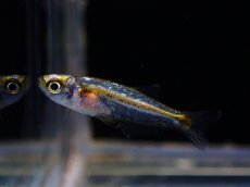 画像1: 【淡水魚】レア種 プラチナドワーフブルーテトラ ワイルド【1匹 サンプル画像】（珍カラ）（生体）（熱帯魚）NKCK (1)