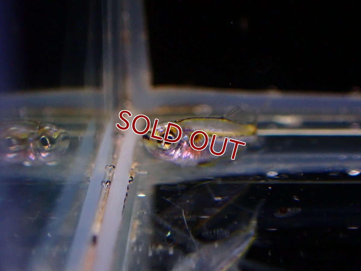 画像2: 【淡水魚】レア種 プラチナドワーフブルーテトラ ワイルド【1匹 サンプル画像】（珍カラ）（生体）（熱帯魚）NKCK (2)