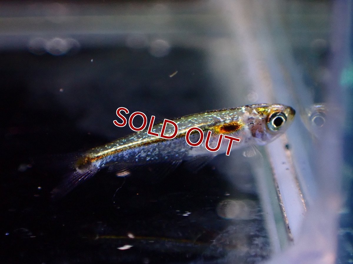 画像3: 【淡水魚】レア種 プラチナドワーフブルーテトラ ワイルド【1匹 サンプル画像】（珍カラ）（生体）（熱帯魚）NKCK (3)