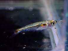 画像3: 【淡水魚】レア種 プラチナドワーフブルーテトラ ワイルド【1匹 サンプル画像】（珍カラ）（生体）（熱帯魚）NKCK (3)