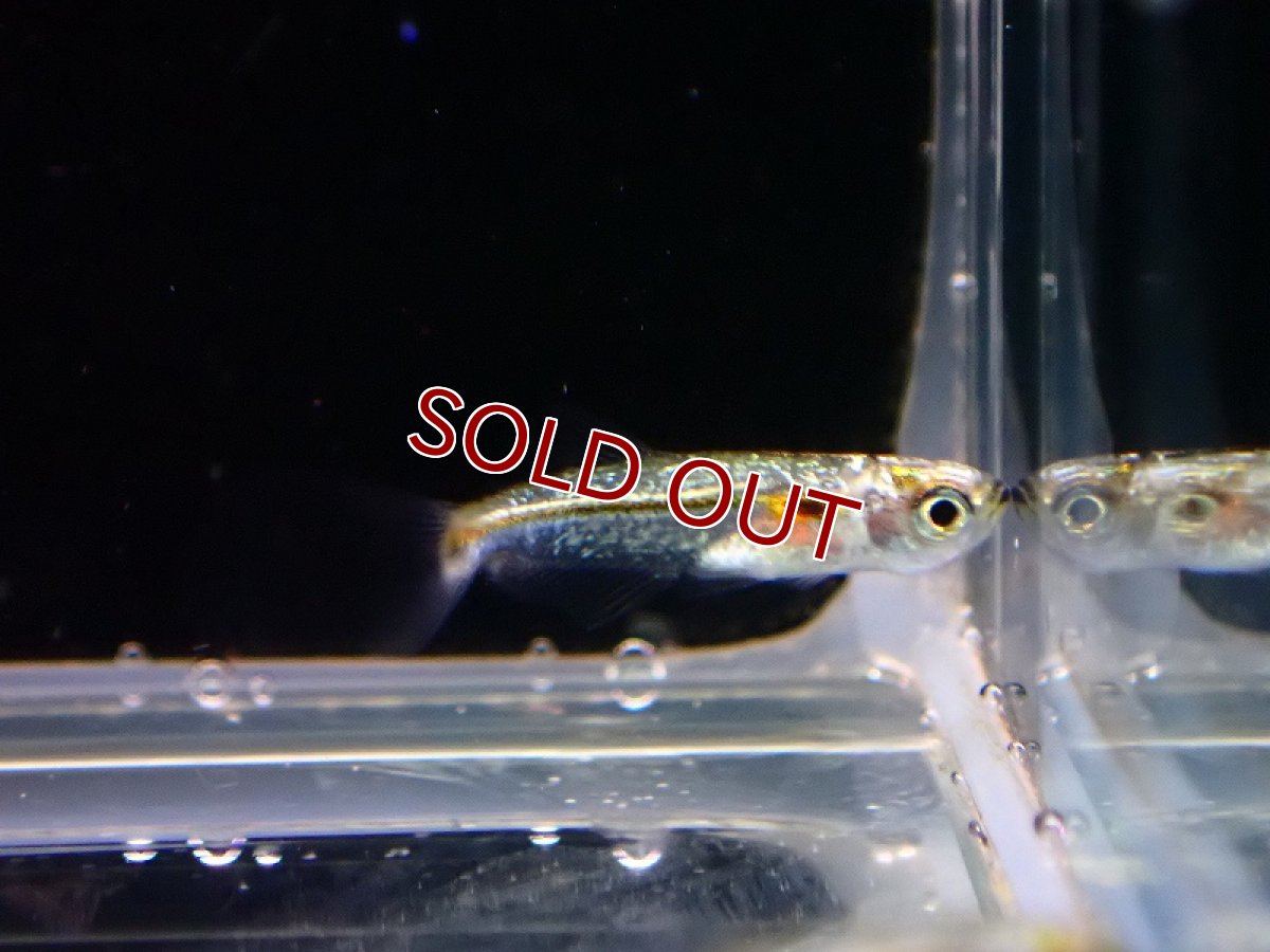 画像4: 【淡水魚】レア種 プラチナドワーフブルーテトラ ワイルド【1匹 サンプル画像】（珍カラ）（生体）（熱帯魚）NKCK (4)