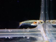 画像4: 【淡水魚】レア種 プラチナドワーフブルーテトラ ワイルド【1匹 サンプル画像】（珍カラ）（生体）（熱帯魚）NKCK (4)