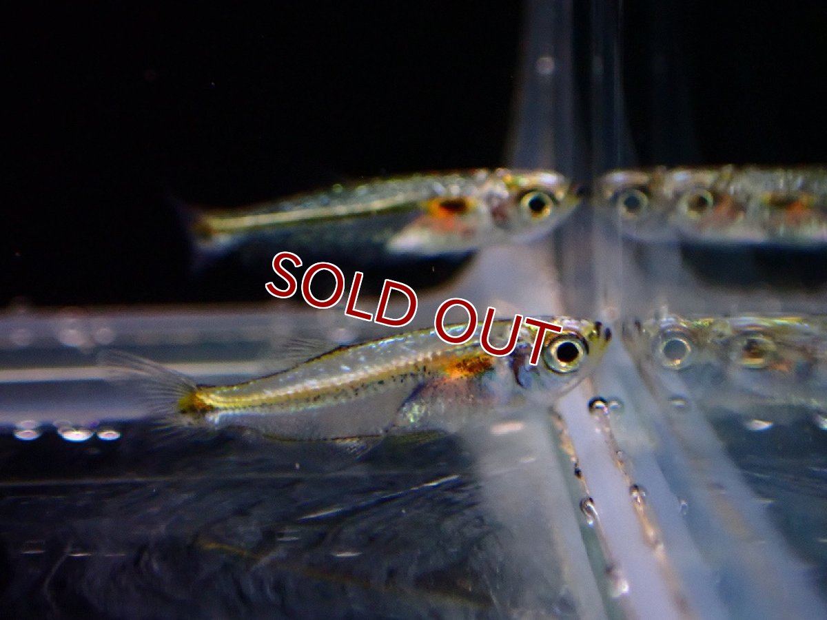 画像5: 【淡水魚】レア種 プラチナドワーフブルーテトラ ワイルド【1匹 サンプル画像】（珍カラ）（生体）（熱帯魚）NKCK (5)