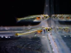 画像5: 【淡水魚】レア種 プラチナドワーフブルーテトラ ワイルド【1匹 サンプル画像】（珍カラ）（生体）（熱帯魚）NKCK (5)