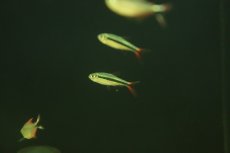 画像1: 【淡水魚】【通販】爆安 激レア レッドフィンペンギンテトラ マットグロッソ産 ワイルド【1匹 サンプル画像】（珍カラ）（生体）（熱帯魚）NKCK (1)