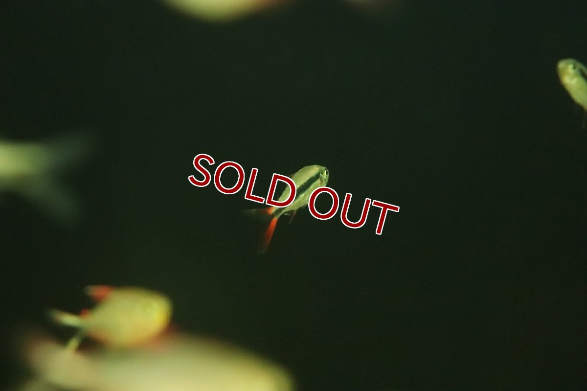 画像2: 【淡水魚】【通販】爆安 レッドフィンペンギンテトラ【1匹 サンプル画像】（珍カラ）（生体）（熱帯魚）NKCK (2)