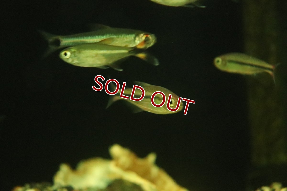 画像3: 【淡水魚】【通販】特価 ブラックラインシャラクテトラ カシンボ産 ワイルド【1匹 サンプル画像】（珍カラ）（生体）（熱帯魚）NKCK (3)