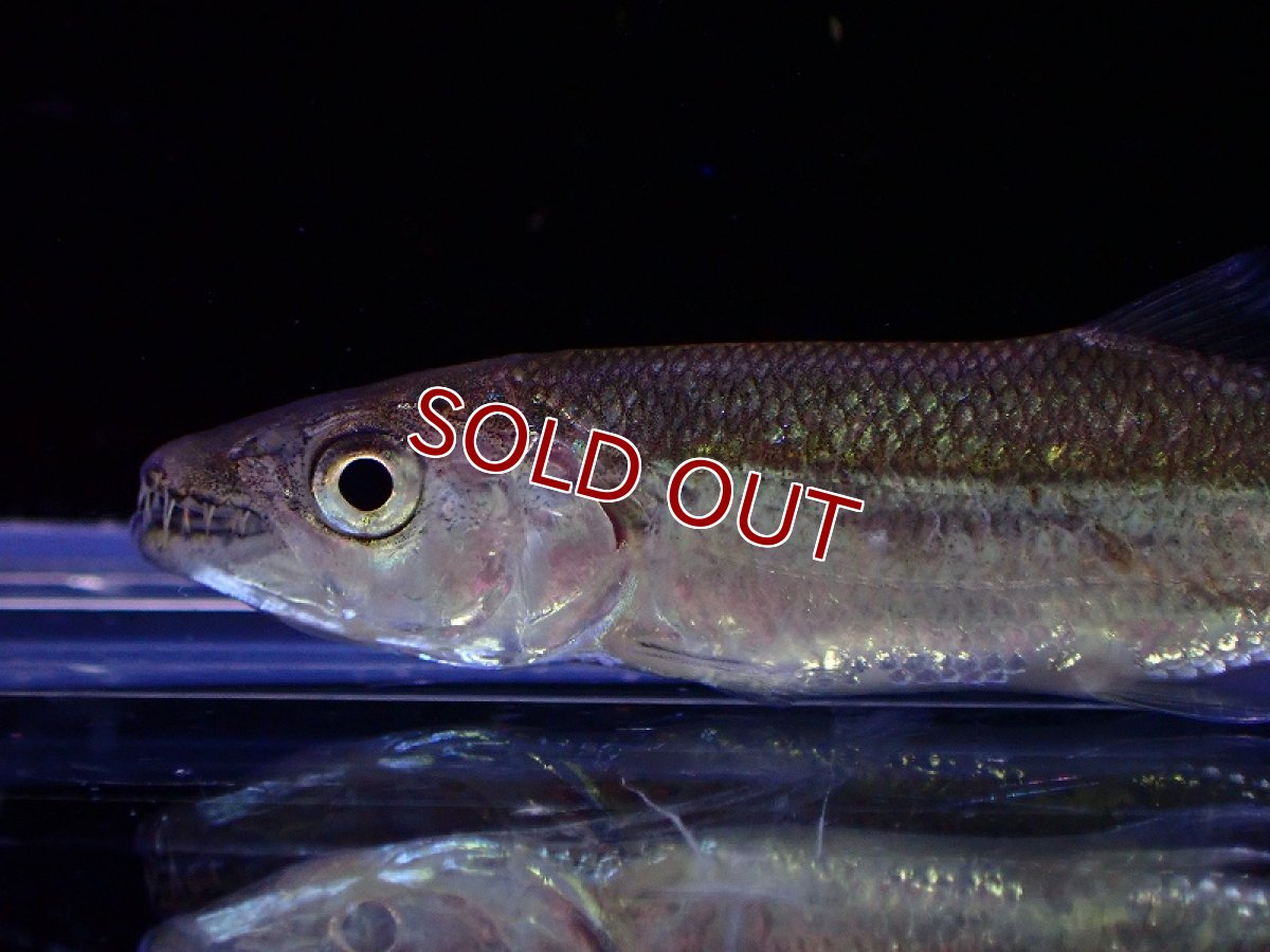 画像2: 【淡水魚】大特価 ゴリアテタイガーフィッシュ ワイルド【1匹 サンプル画像】(±6-7cm)（大型魚）（生体）（熱帯魚）NKO (2)