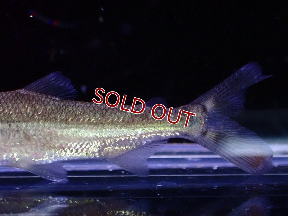 画像3: 【淡水魚】大特価 ゴリアテタイガーフィッシュ ワイルド【1匹 サンプル画像】(±6-7cm)（大型魚）（生体）（熱帯魚）NKO (3)