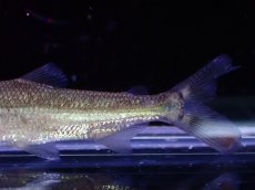 画像3: 【淡水魚】【通販】大特価 ゴリアテタイガーフィッシュ ワイルド【1匹 サンプル画像】(±6-7cm)（大型魚）（生体）（熱帯魚）NKO (3)