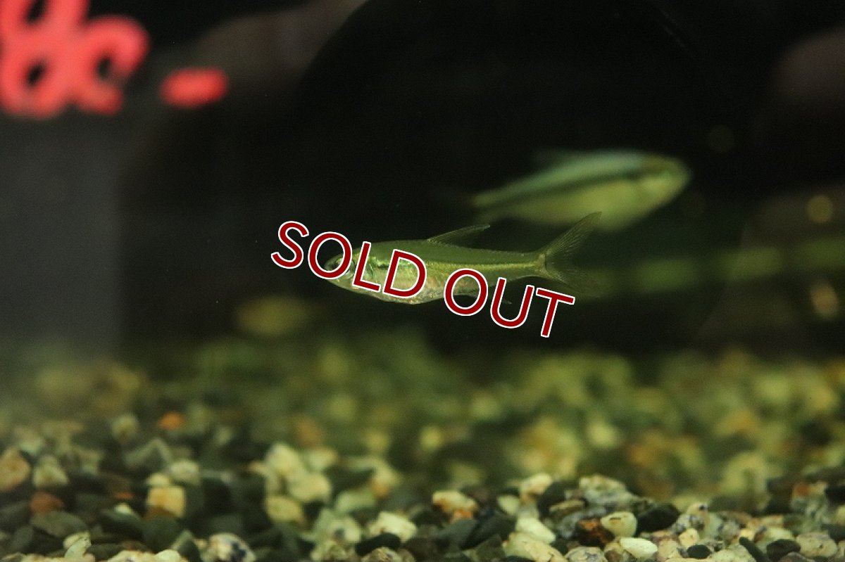 画像2: 【淡水魚】サウゲイロテトラ マラカナ産 ワイルド【1匹 サンプル画像】（珍カラ）（生体）（熱帯魚）NKCK (2)