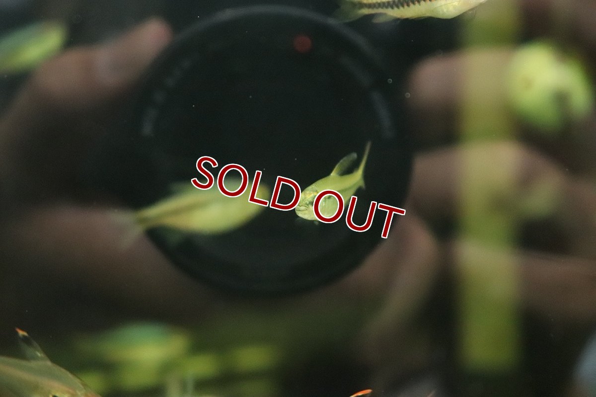 画像3: 【淡水魚】サウゲイロテトラ マラカナ産 ワイルド【1匹 サンプル画像】（珍カラ）（生体）（熱帯魚）NKCK (3)