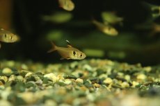 画像1: 【淡水魚】サンシャインファントム リオマモレ産 ワイルド【1匹 サンプル画像】（珍カラ）（生体）（熱帯魚）NKCK (1)