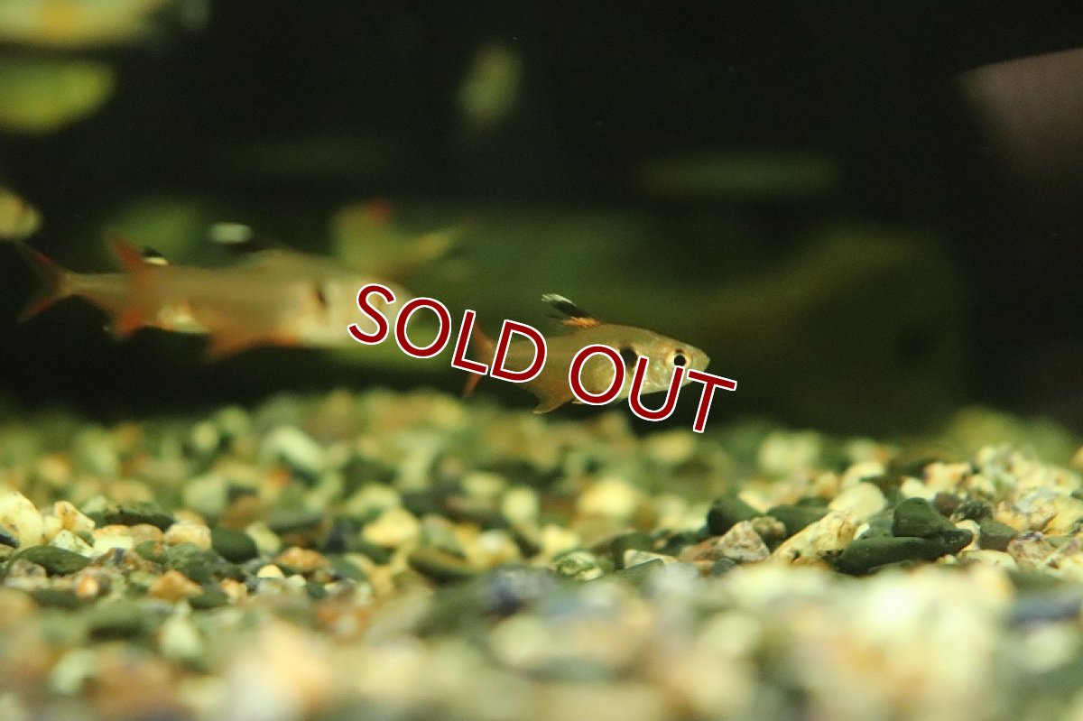 画像2: 【淡水魚】サンシャインファントム リオマモレ産 ワイルド【1匹 サンプル画像】（珍カラ）（生体）（熱帯魚）NKCK (2)