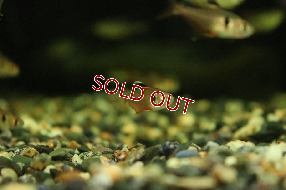 画像3: 【淡水魚】サンシャインファントム リオマモレ産 ワイルド【1匹 サンプル画像】（珍カラ）（生体）（熱帯魚）NKCK (3)