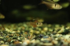 画像3: 【淡水魚】サンシャインファントム リオマモレ産 ワイルド【1匹 サンプル画像】（珍カラ）（生体）（熱帯魚）NKCK (3)