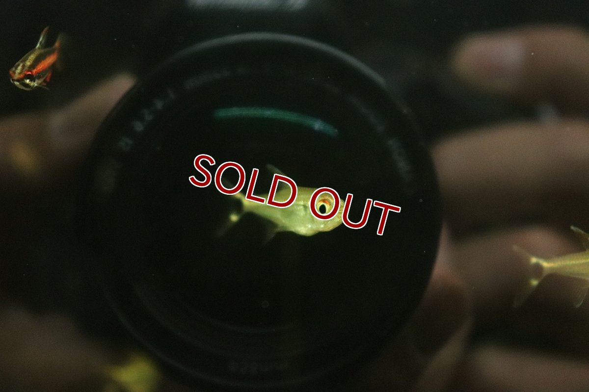 画像2: 【淡水魚】【通販】激爆安 ロイヤルホタルテトラ マラカナ産 ワイルド【1匹 サンプル画像】（珍カラ）（生体）（熱帯魚）NKCK (2)