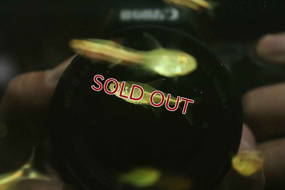 画像3: 【淡水魚】【通販】激爆安 ロイヤルホタルテトラ マラカナ産 ワイルド【1匹 サンプル画像】（珍カラ）（生体）（熱帯魚）NKCK (3)