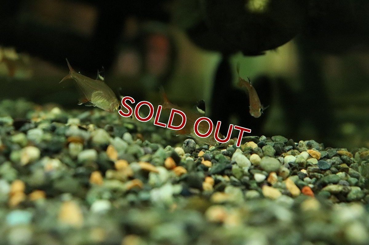 画像2: 【淡水魚】新種 ピーチファントムテトラ リオマモレ産 ワイルド【1匹 サンプル画像】（珍カラ）（生体）（熱帯魚）NKCK (2)