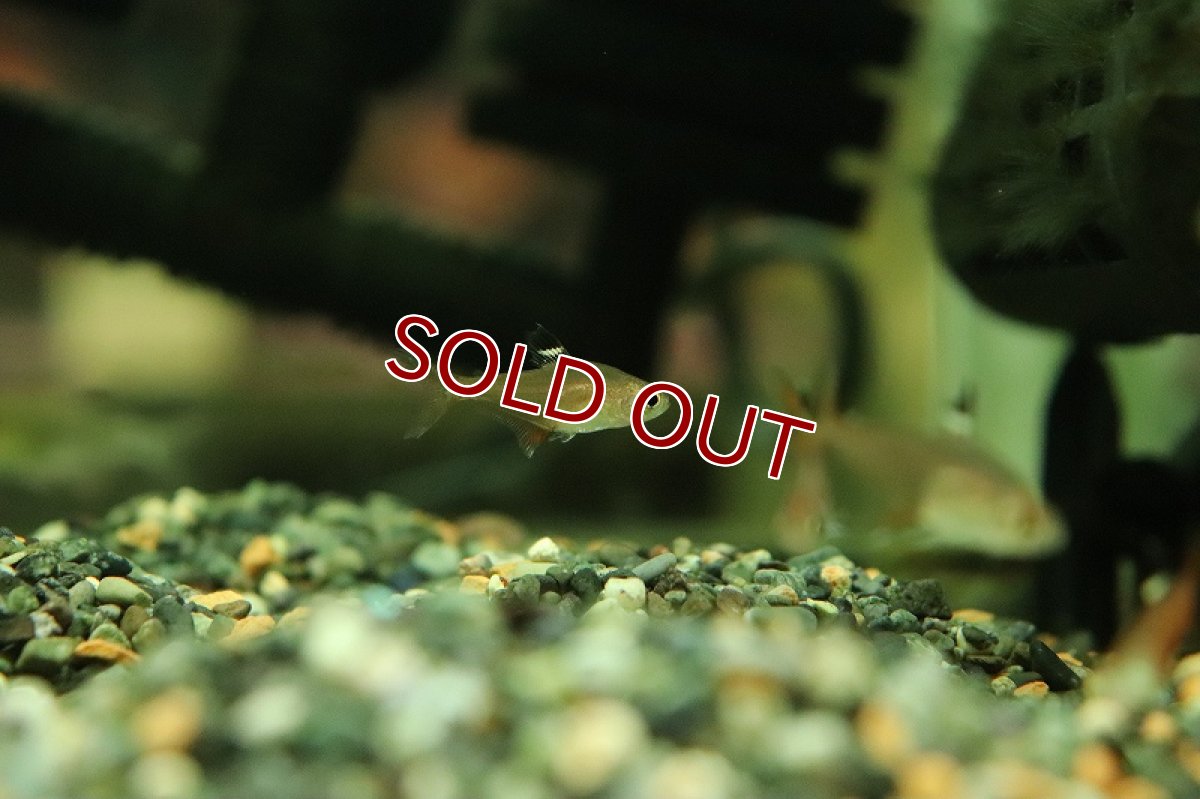 画像3: 【淡水魚】新種 ピーチファントムテトラ リオマモレ産 ワイルド【1匹 サンプル画像】（珍カラ）（生体）（熱帯魚）NKCK (3)