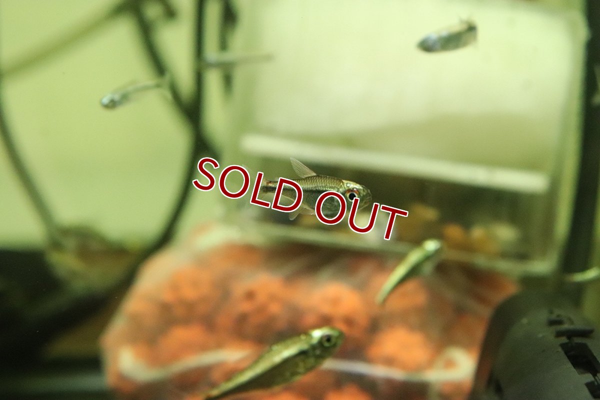 画像2: 【淡水魚】レア種 プラチナカラシン sp タイプ１ペルー産 ワイルド【1匹 サンプル画像】（珍カラ）（生体）（熱帯魚）NKCK (2)