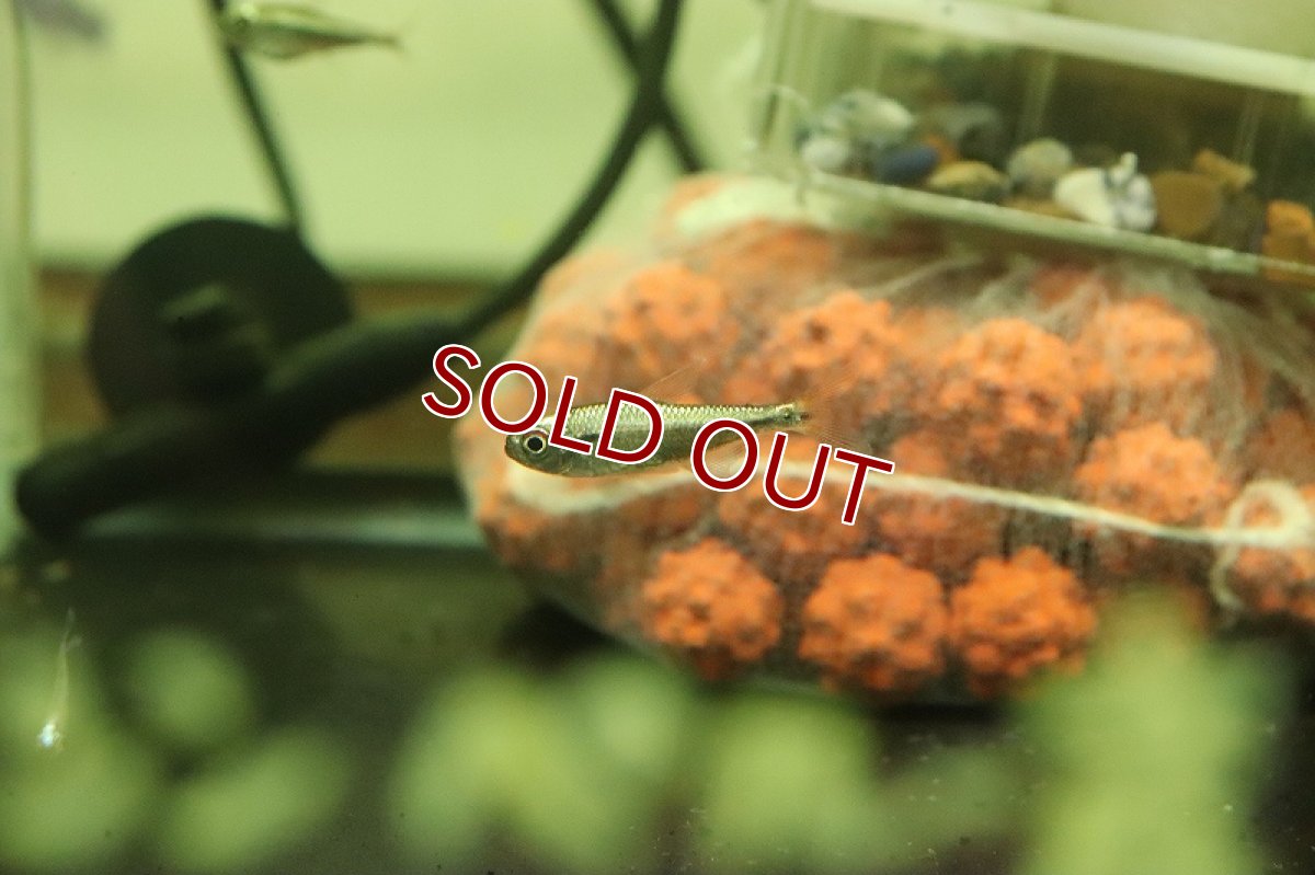 画像3: 【淡水魚】レア種 プラチナカラシン sp タイプ１ペルー産 ワイルド【1匹 サンプル画像】（珍カラ）（生体）（熱帯魚）NKCK (3)