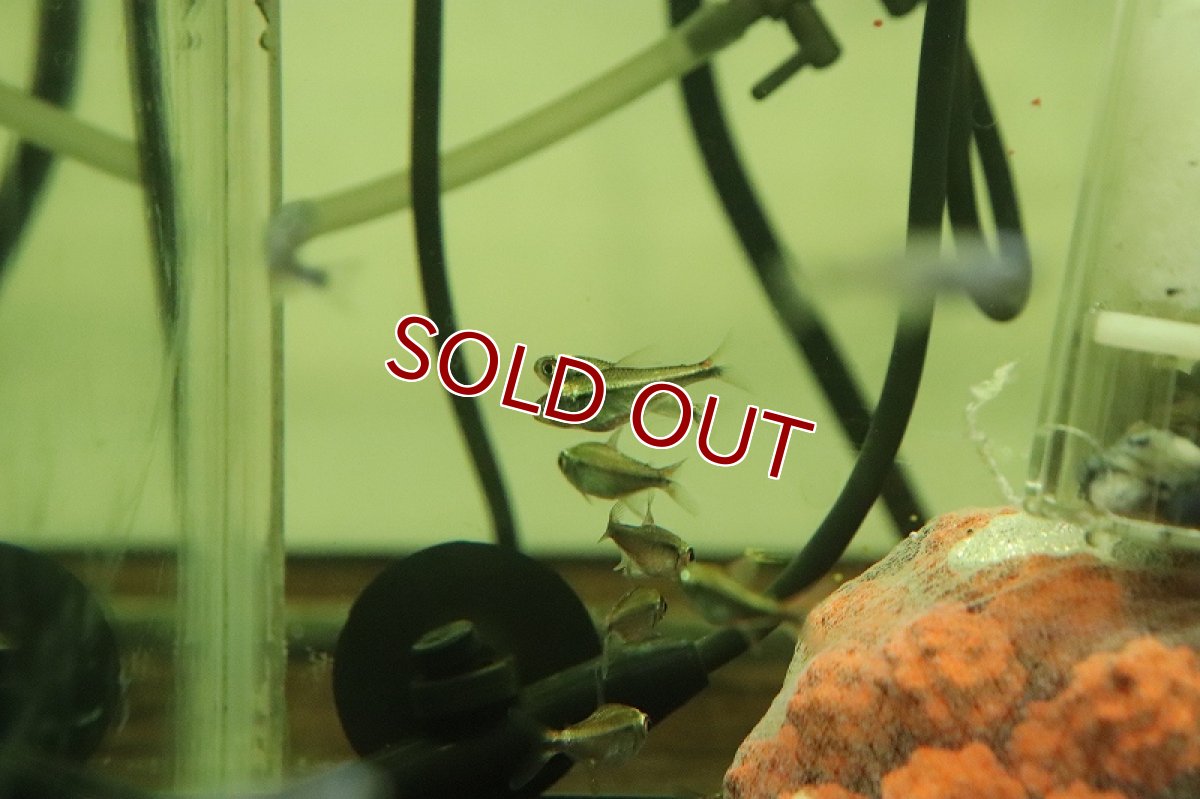 画像4: 【淡水魚】レア種 プラチナカラシン sp タイプ１ペルー産 ワイルド【1匹 サンプル画像】（珍カラ）（生体）（熱帯魚）NKCK (4)