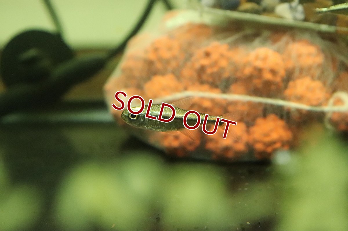 画像5: 【淡水魚】レア種 プラチナカラシン sp タイプ１ペルー産 ワイルド【1匹 サンプル画像】（珍カラ）（生体）（熱帯魚）NKCK (5)