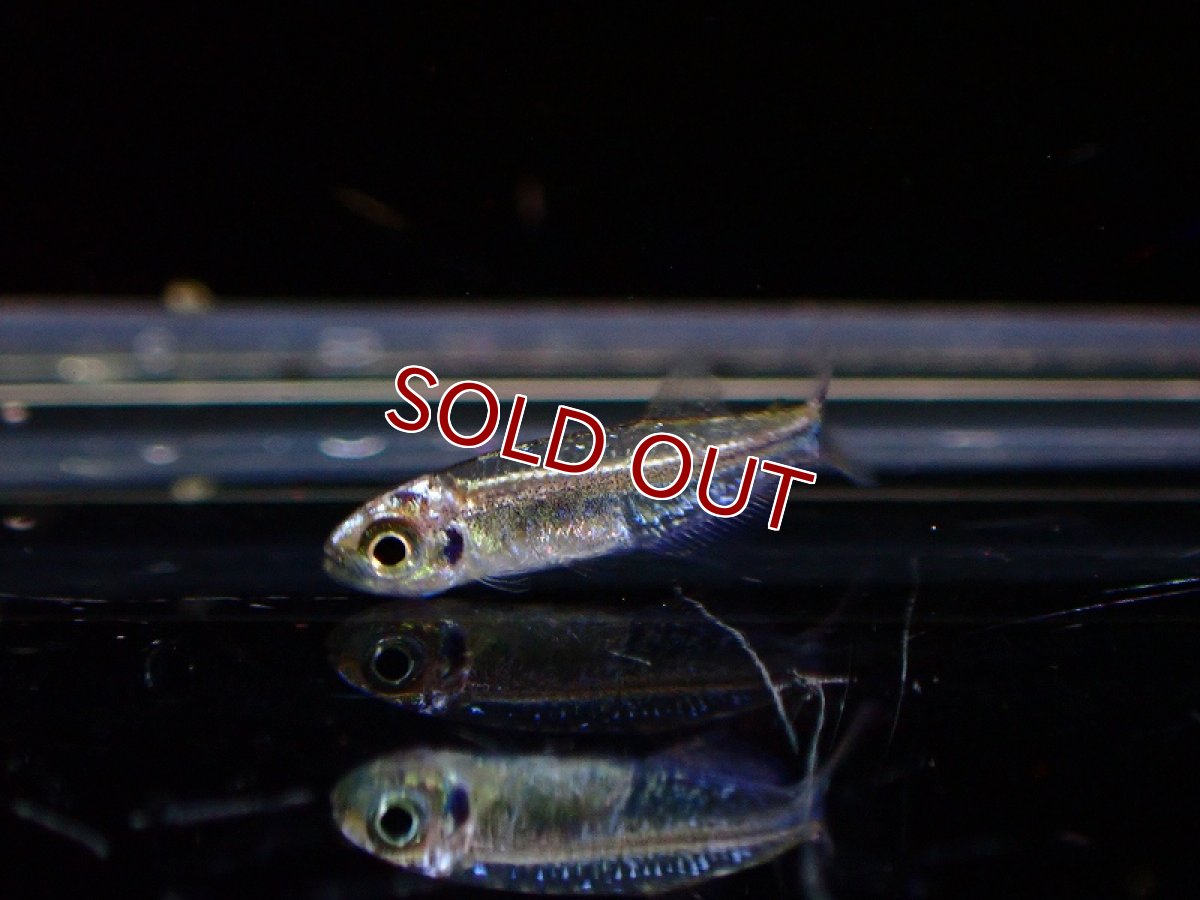 画像2: 【淡水魚】レア種 プラチナカラシン sp タイプ2 ペルー産 ワイルド【1匹 サンプル画像】（珍カラ）（生体）（熱帯魚）NKCK (2)