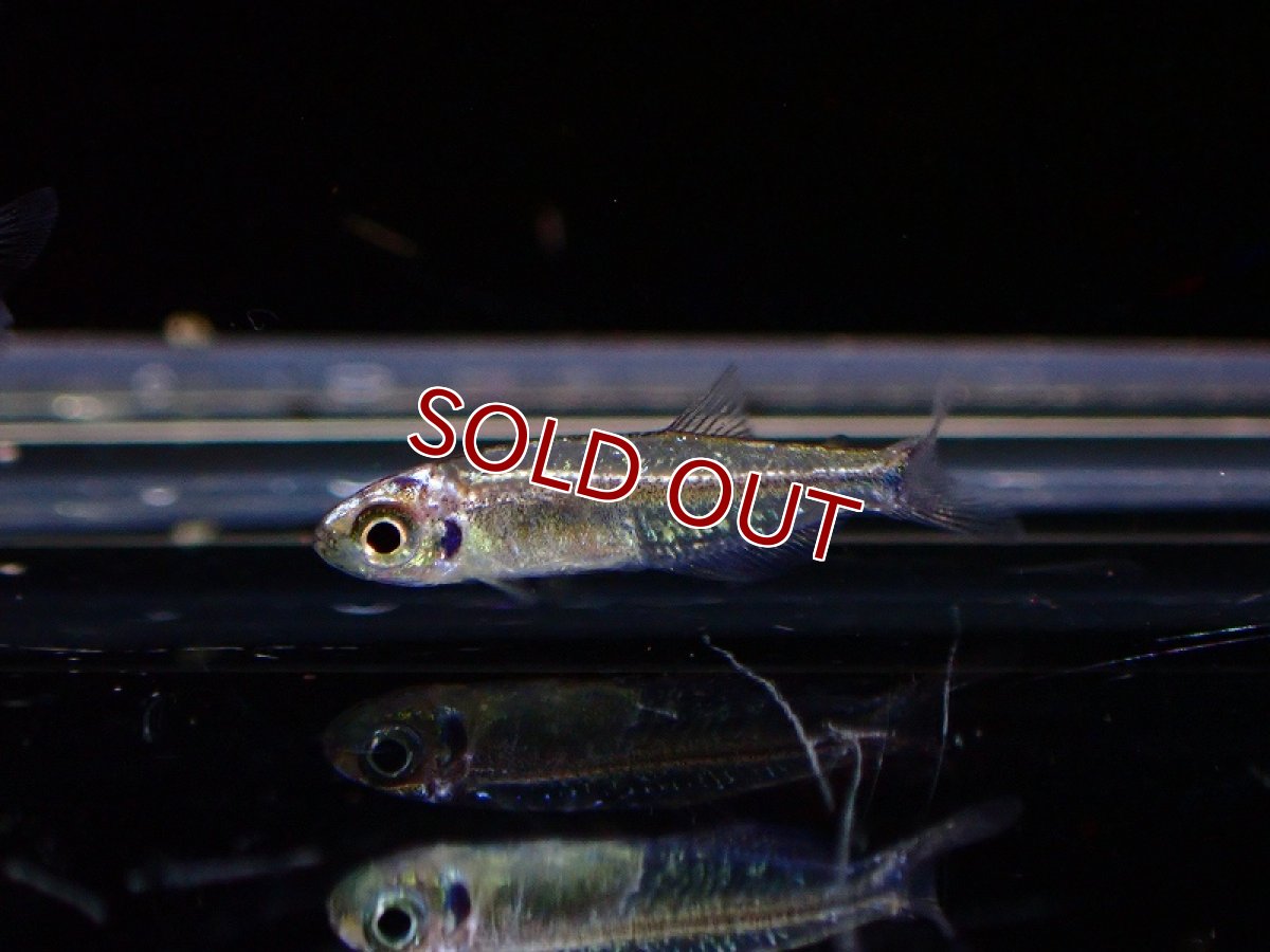 画像3: 【淡水魚】レア種 プラチナカラシン sp タイプ2 ペルー産 ワイルド【1匹 サンプル画像】（珍カラ）（生体）（熱帯魚）NKCK (3)