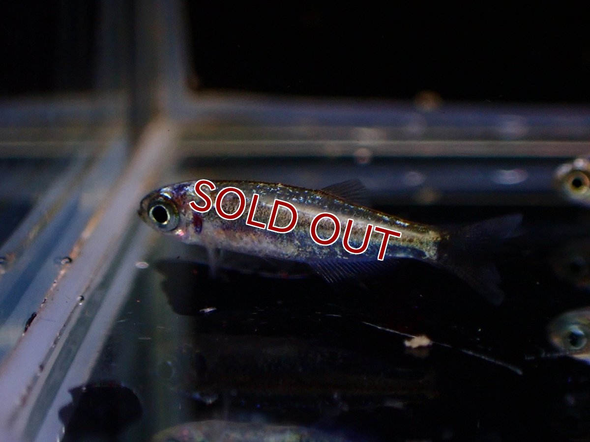 画像4: 【淡水魚】レア種 プラチナカラシン sp タイプ2 ペルー産 ワイルド【1匹 サンプル画像】（珍カラ）（生体）（熱帯魚）NKCK (4)